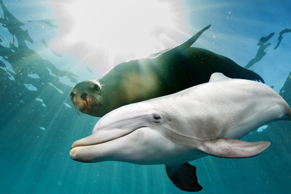 A dolphin and a sea lion swim together underwater with sunlight streaming down from above, creating bright rays in the blue sea.