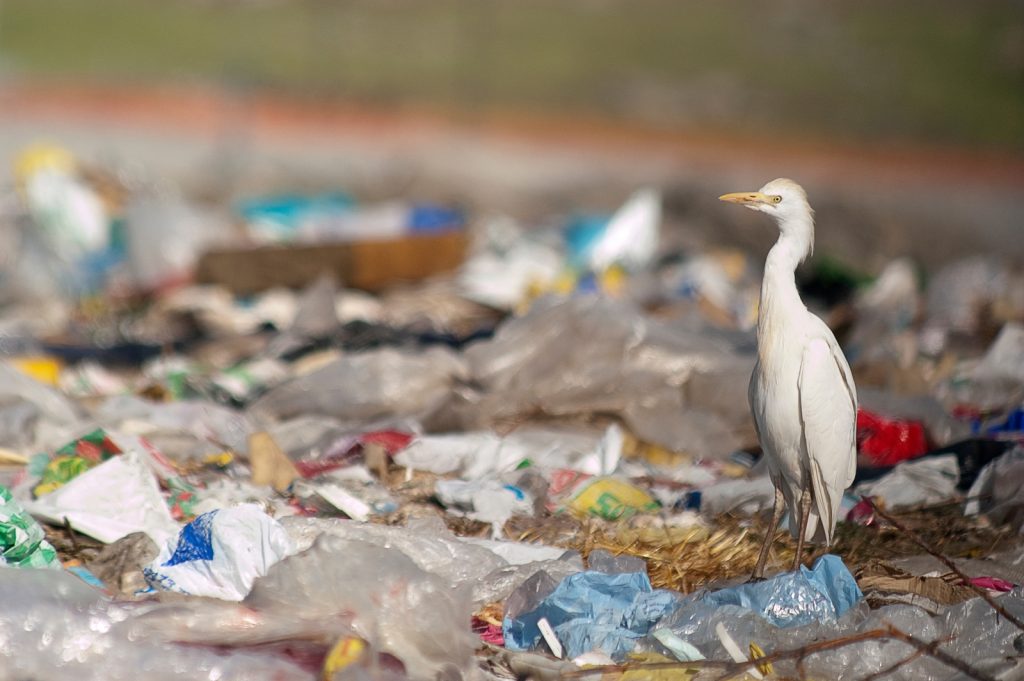 A white egret stands among piles of plastic waste and litter, highlighting environmental pollution and its impact on wildlife.