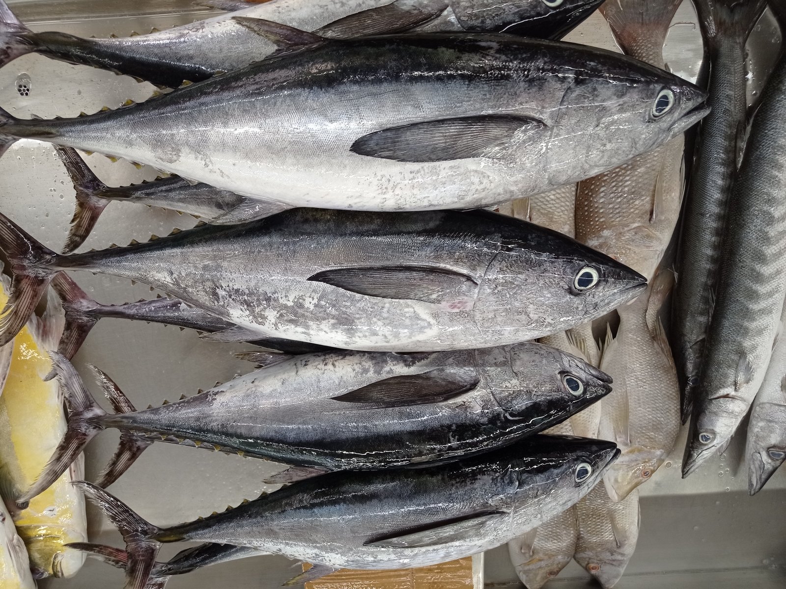 Four large, silvery fish with dark, shiny backs are stacked horizontally on ice, with other similar fish partly visible beside them in a market setting.